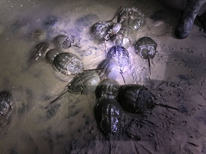 The stars of tonight's show – the horseshoe crabs on the beach at high tide. Males arrive on the beach first and are smaller than the females. MEG McGUIRE PHOTO