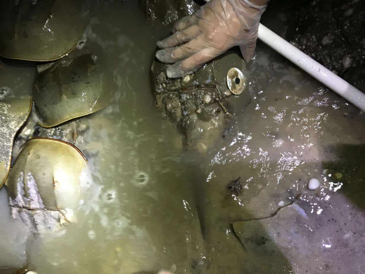 Horseshoe crabs, Delaware Bay, Del. DC