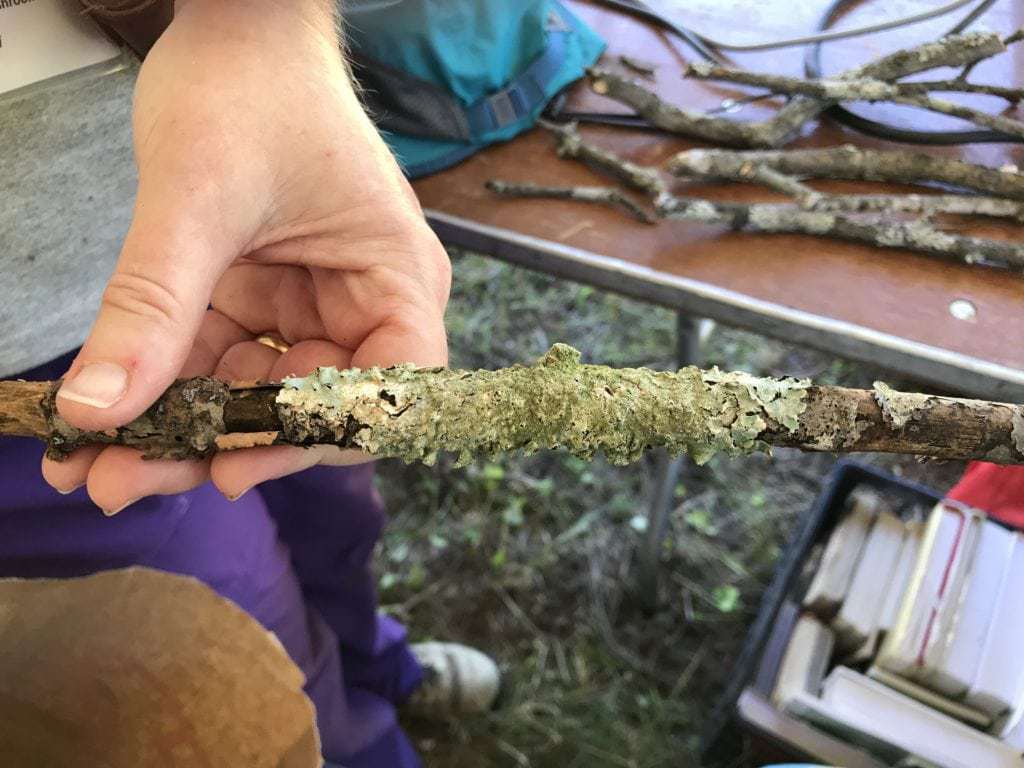 Karen Fischer, from the fungi team, holds a branch with lichen at BioBlitz 2018 DC