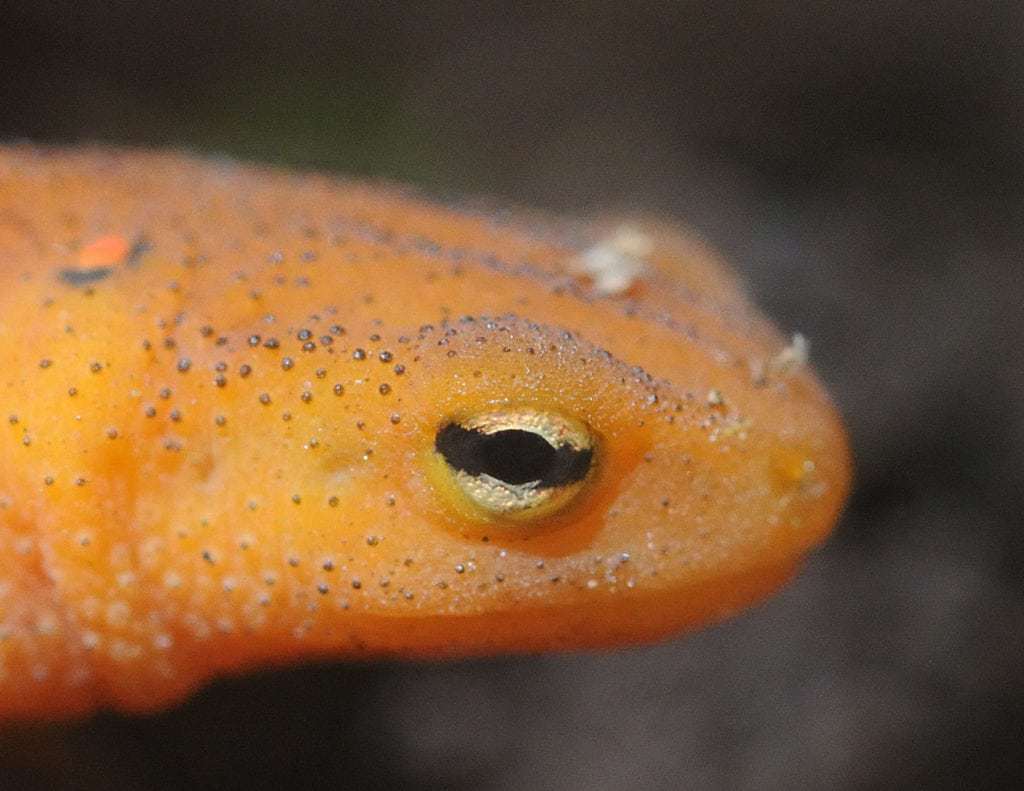 Newt PHOTO BY SCOTT RANDO DC