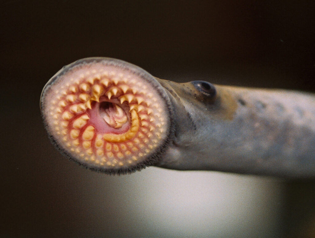 mouth of the sea lamprey DC