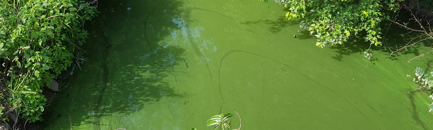 Manmade floating wetlands battle harmful algae bloom - Delaware