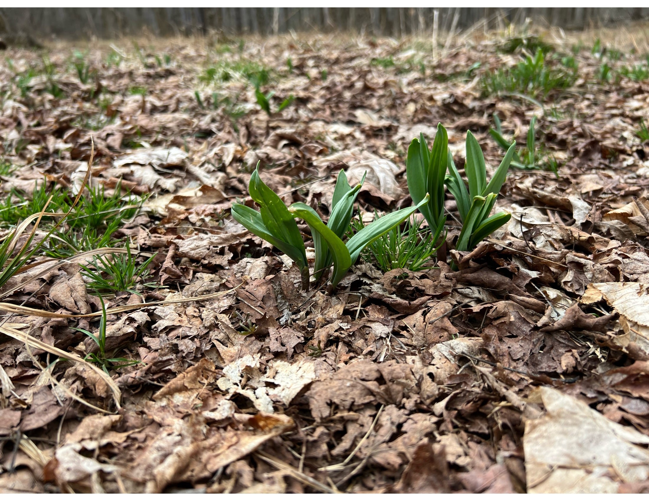 Ramps-U-Pick offer a taste of these fleeting spring greens - Delaware  Currents