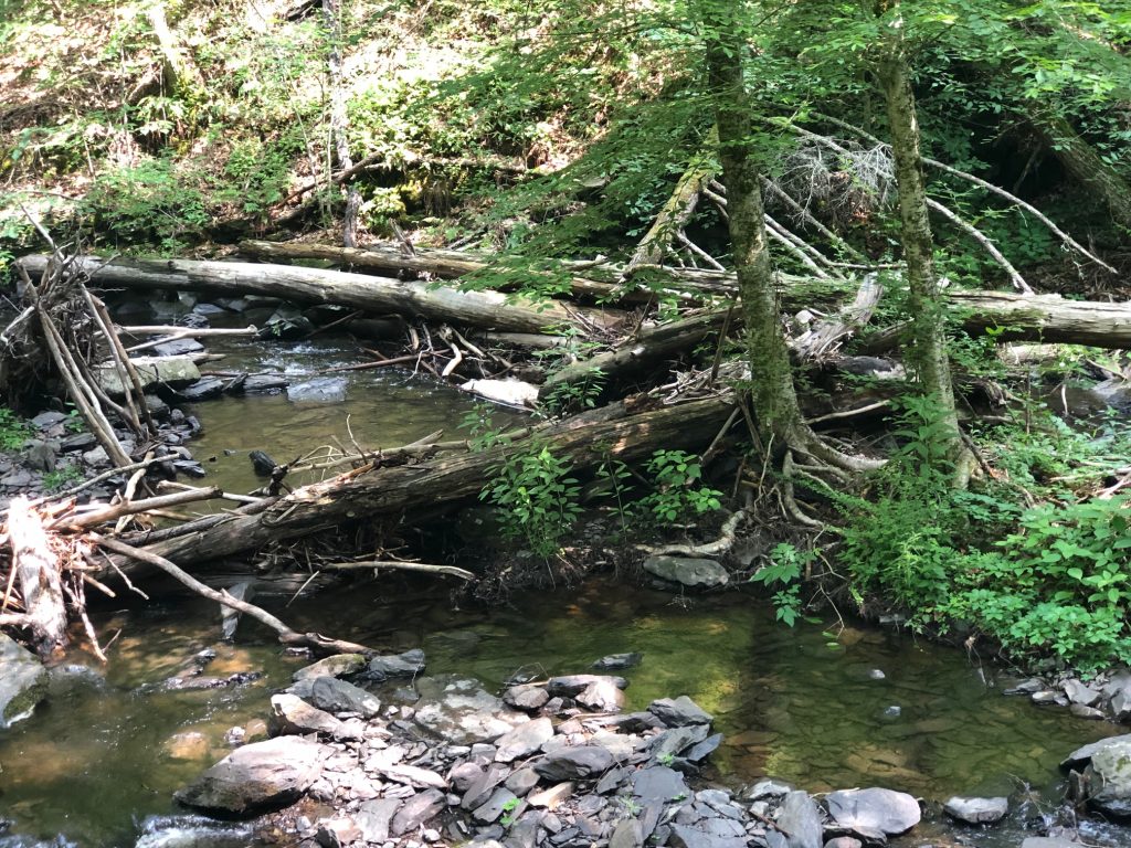 A fallen tree across a creek
