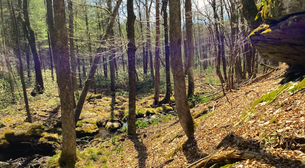 A glimpse at the newly acquired land in the Shohola Creek Watershed in Pike County, Pa., that is part of the larger Delaware River Watershed. Photo by Victor Motts/The Nature Conservancy