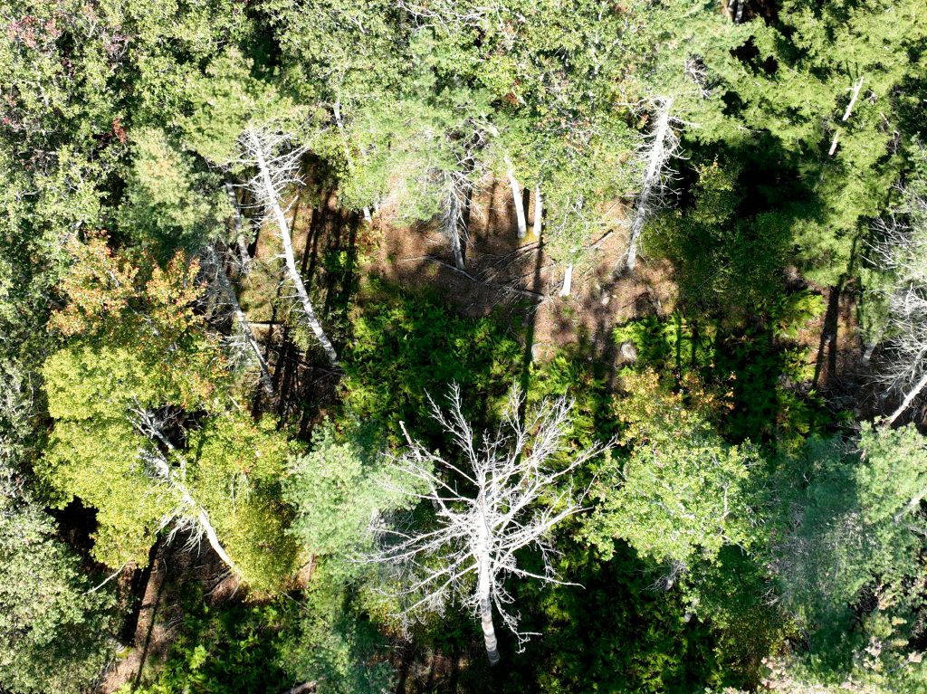 An aerial view of forestland with some patches of shade and sun. Some trees are stark white.