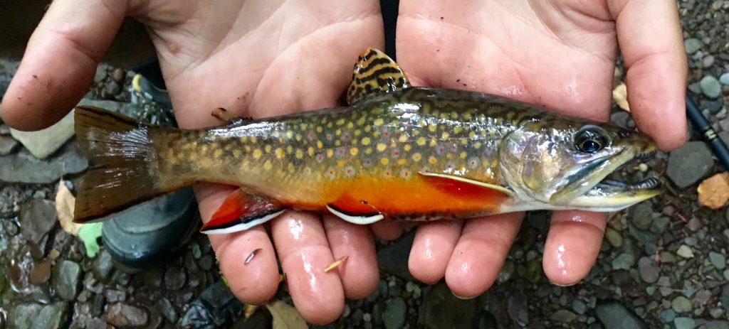 This is a brook trout, one of a few trout species scientists say could be at risk if a new water quality study finds concentrations of a chemical from car tires – called 6PPD-q – in the upper Delaware River basin. Photo provided by Jacob Bransky, senior aquatic biologist with the Delaware River Basin Commission. 