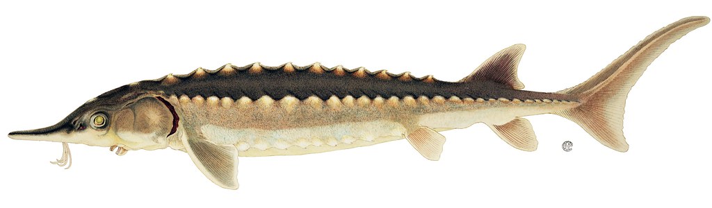 Proposed new rules to improve dissolved oxygen levels in a section of the Delaware River would help protect federally endangered Atlantic sturgeon. Photo: New York State Department of Environmental Conservation