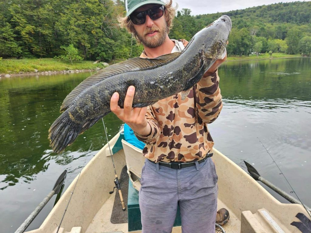 Evan Padua, the Town of Tusten's representative to the Upper Delaware Council and a river guide with Sweetwater Guide Service, caught this 28-inch snakehead in the river on Aug. 31. Photo via Sweetwater Facebook page