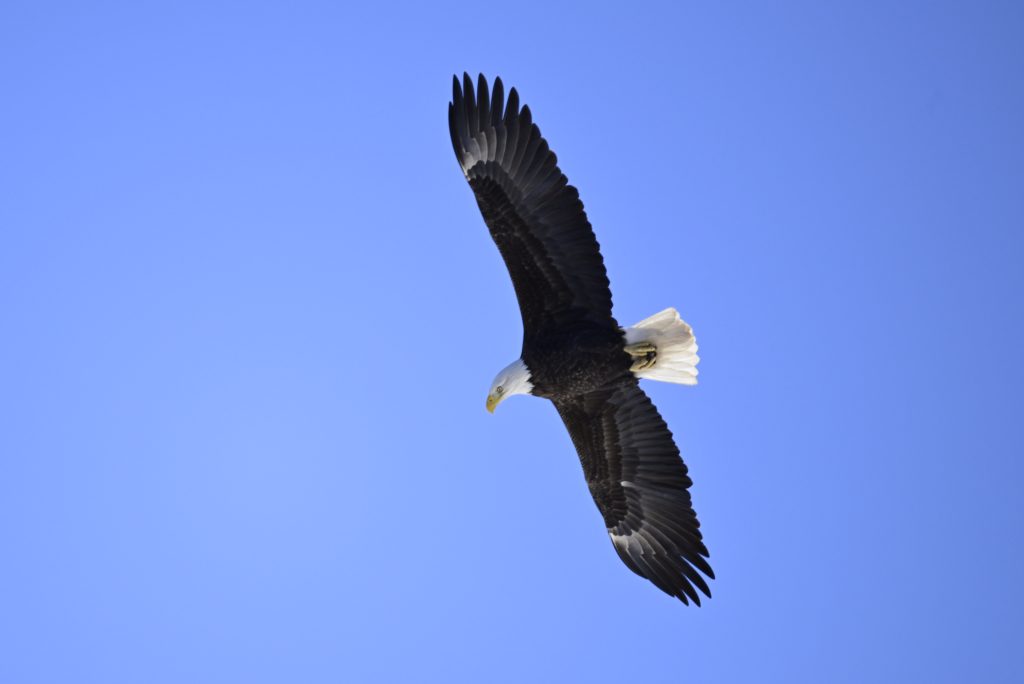 A bald eagle soars above the Delaware River near Lackawaxen, Pa. Photo by Shimron Clarke 