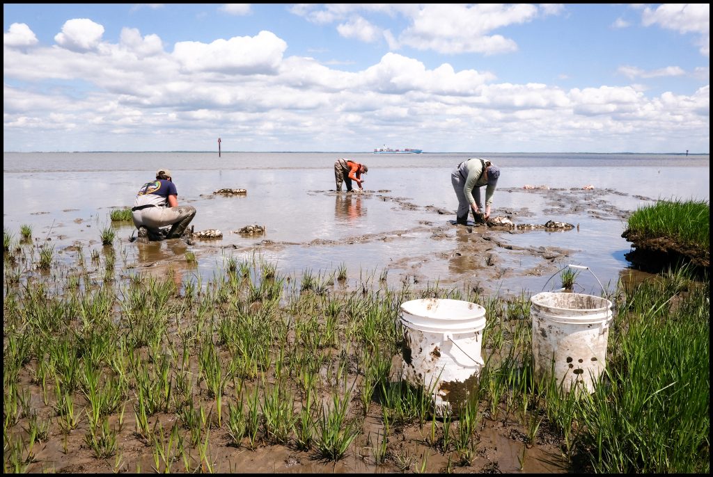 Partnership for the Delaware Estuary staff members Leah Morgan, Kenneth Williamson and Jessica Klinkam install bags of recycled oyster shells on the muddy shoreline of the Delaware River in Collins Beach, Del., on May 7, 2025. Photo by Adam Litchkofski
