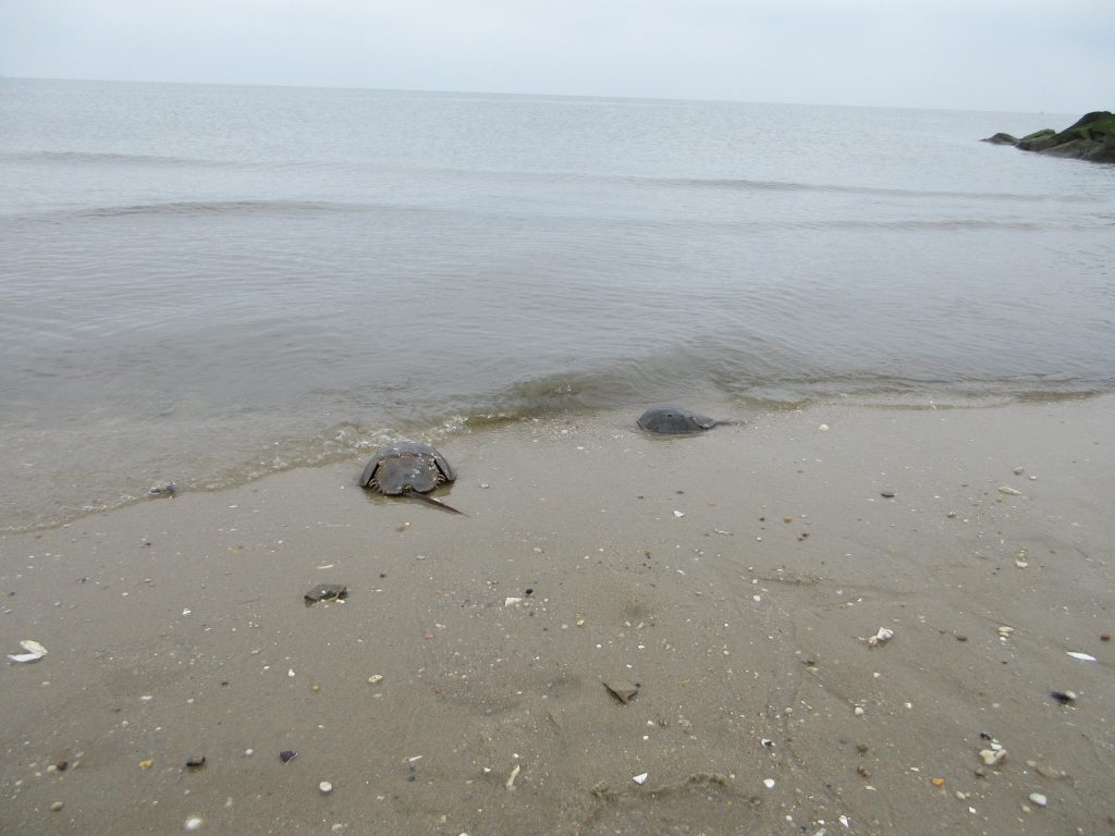 The Delaware Bay is home to the world's largest population of spawning horseshoe crabs. Photo by Michael Darcy