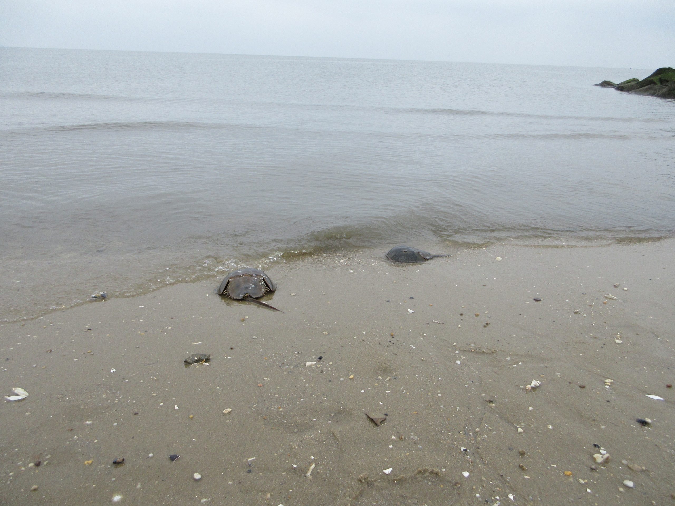 Annual spring horseshoe crab migration celebrated at ‘Sunset on the Bay’