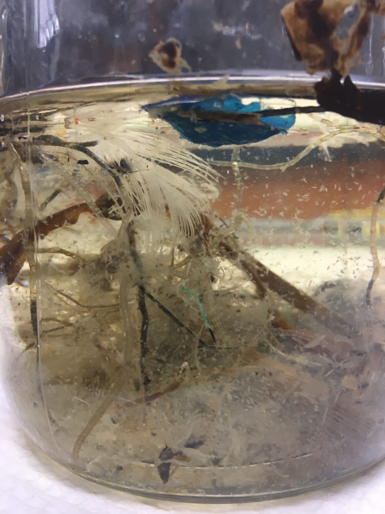 Microplastics recovered by University of Delaware researchers during sampling in the lower Delaware River. Photo credit: Courtesy of Jonathan Cohen/University of Delaware
