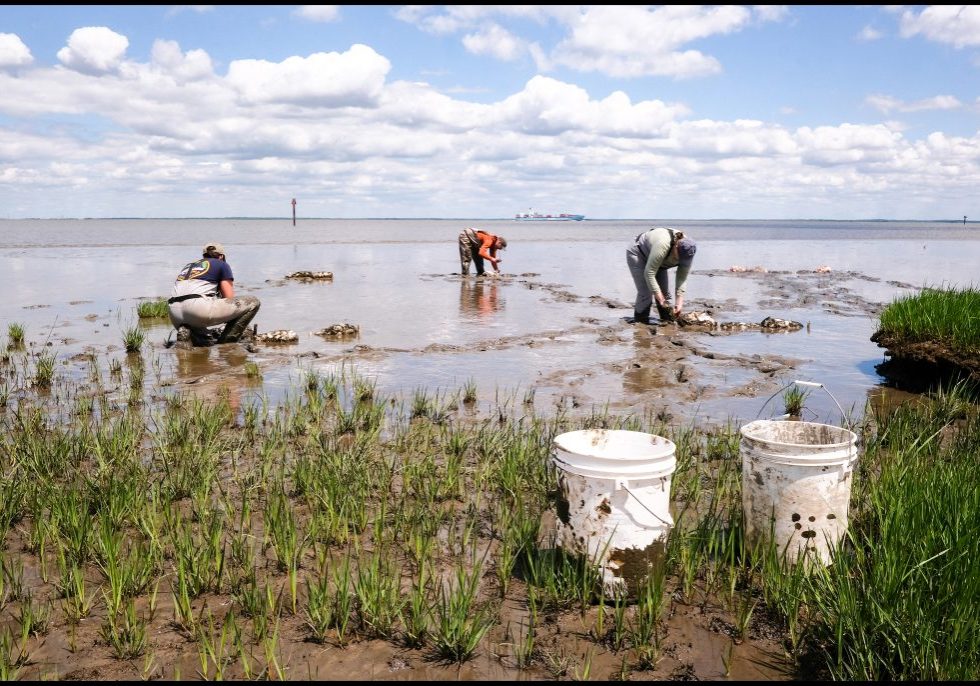 Partnership for the Delaware Estuary staff members Leah Morgan, Kenneth Williamson and Jessica Klinkam install bags of recycled oyster shells on the muddy shoreline of the Delaware River in Collins Beach, Del., on May 7, 2025. Photo by Adam Litchkofski
