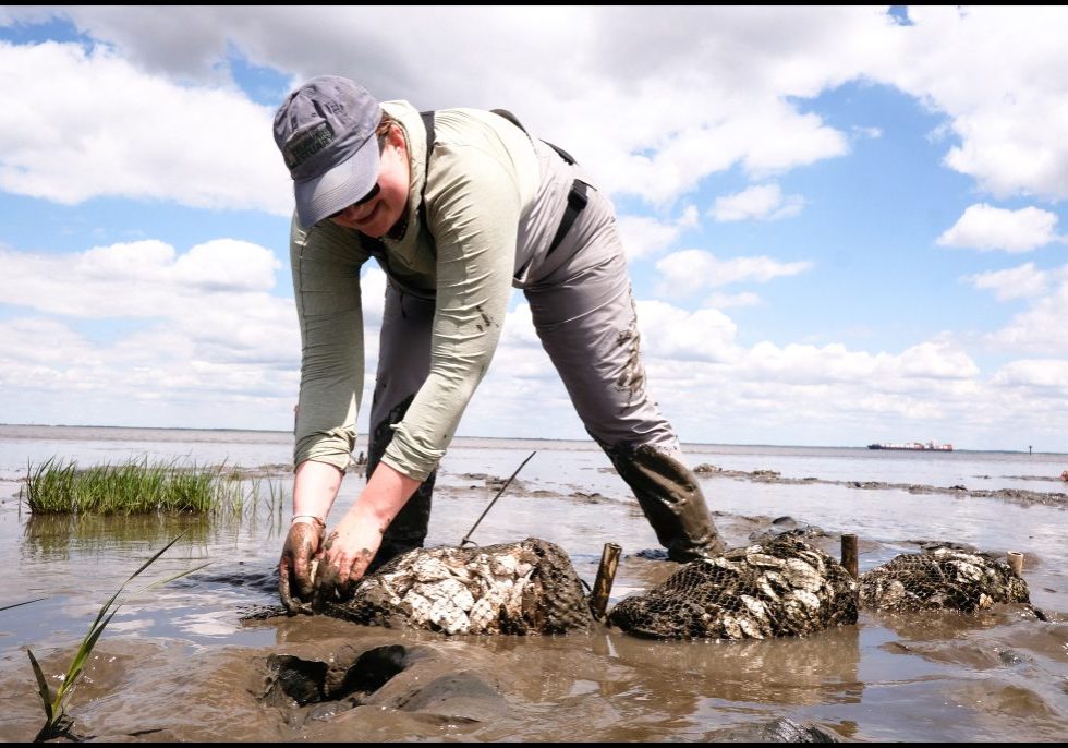 Klinkam ties down the last bag of recycled oyster shells with zip ties. Photo by Adam Litchkofski
