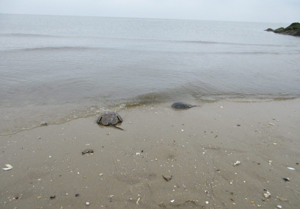 The Delaware Bay is home to the world's largest population of spawning horseshoe crabs. Photo by Michael Darcy
