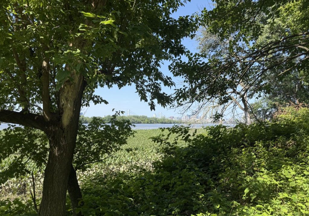 A view from Petty's Island of the Delaware River. Photo by Isabella Darcy