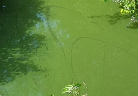NJ Harmful algae blooms