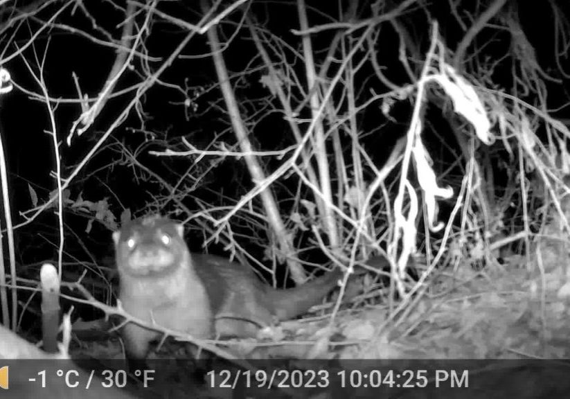 A river otter has been spotted on Pennsylvania Game Commission cameras in the headwaters of Ridley Creek in Chester County, a sign, said a conservation group, of a healthier ecosystem. 