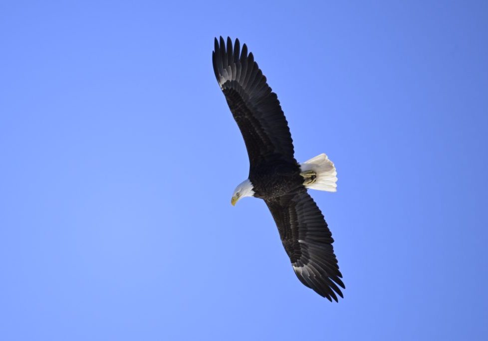 A bald eagle soars above the Delaware River near Lackawaxen, Pa. Photo by Shimron Clarke 