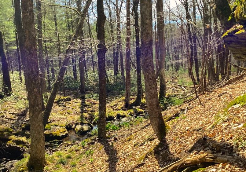 A glimpse at the newly acquired land in the Shohola Creek Watershed in Pike County, Pa., that is part of the larger Delaware River Watershed. Photo by Victor Motts/The Nature Conservancy