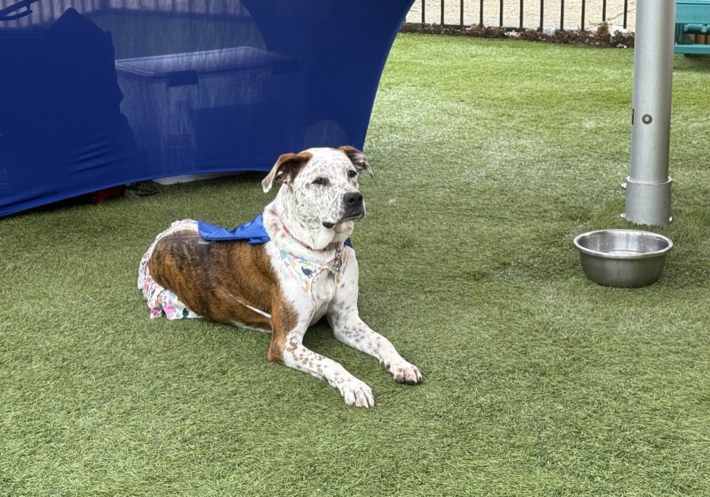 Willow was the winner in a competition in Philadelphia to be this year's "spokesdog" to raise awareness about the harm that dog waste can do to water. Photo by Isabella Darcy