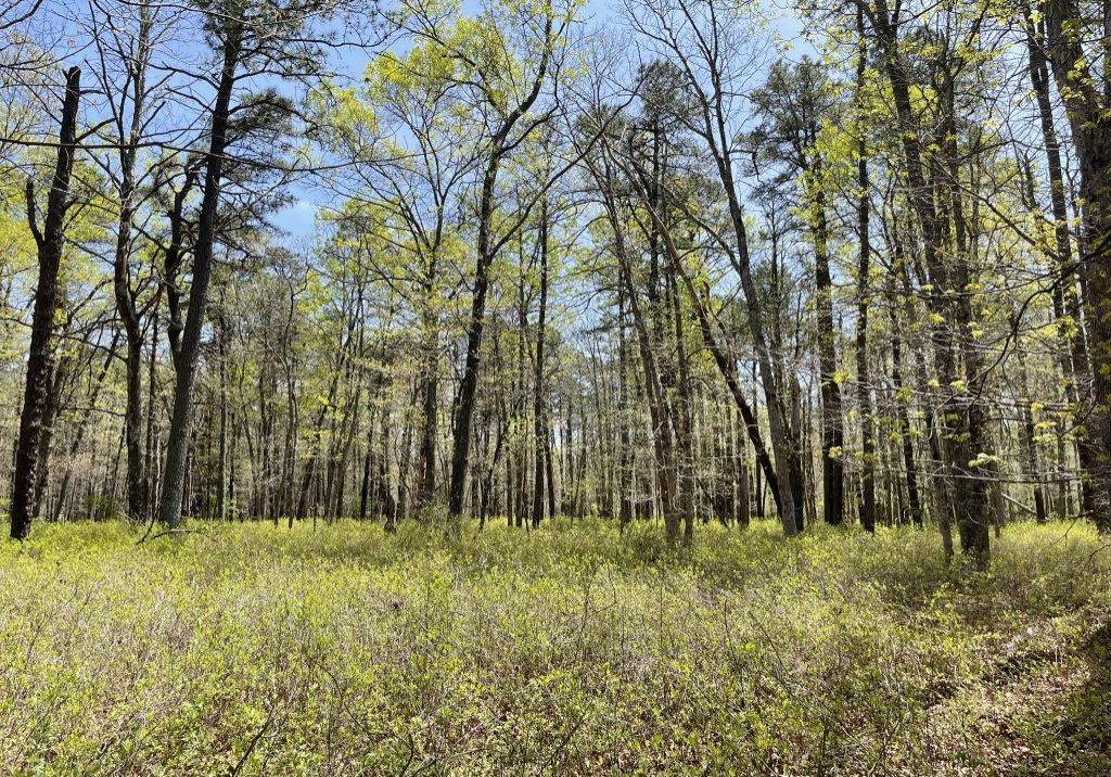 A view of trees and low-lying brush in Cumberland County in New Jersey.